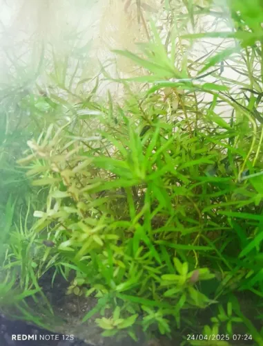 Lindas Plantas Aquáticas para Aquário por apenas R$ 20,00 muda.