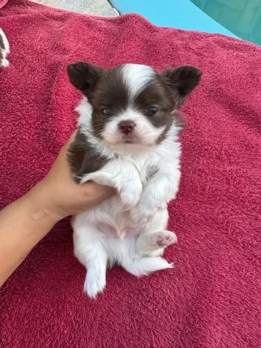 Chihuahua