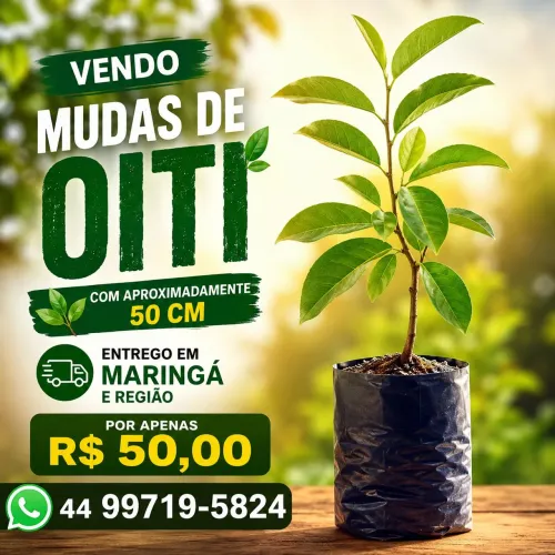 Muda de oiti