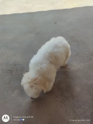 Vendo Poodle