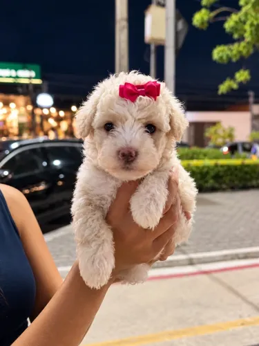 Poodle fêmea (pequena)