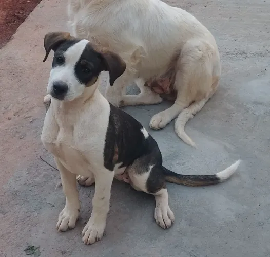 Doação de Filhote de 2 meses Fêmea 