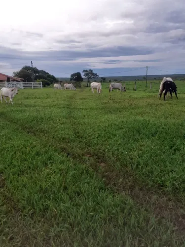Fazenda 203 Hectares/13 Divisões Pastagem/Opção Plantio Frutas,4 poços Artesiano..