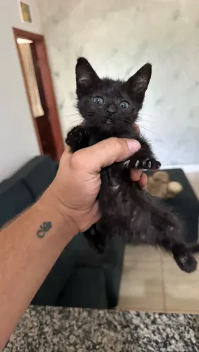 Gatinha para adoção 