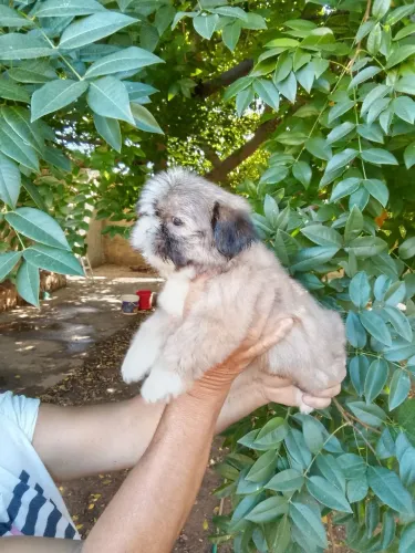 Shih tzu macho 