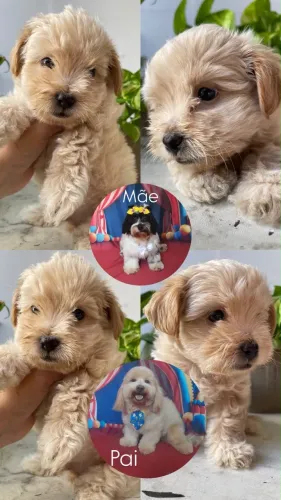 Vendo filhote de poodle puro 