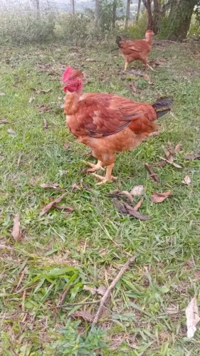 Frango