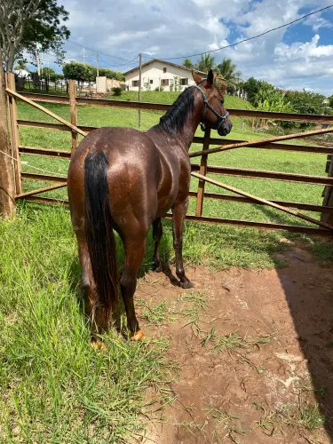 Cavalo