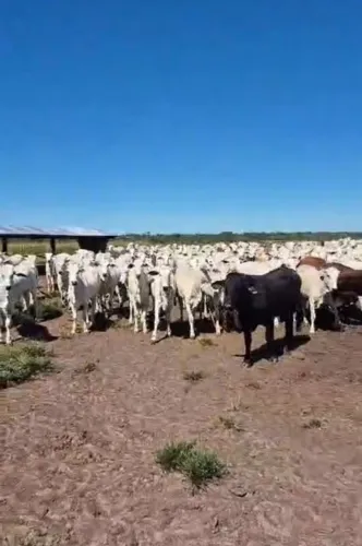 Novilhas vacas nelore 
