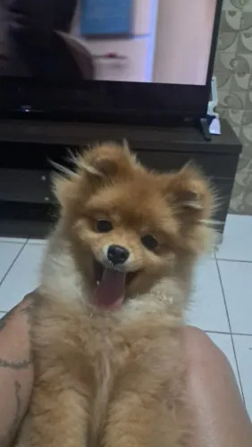 Splitz alemão 