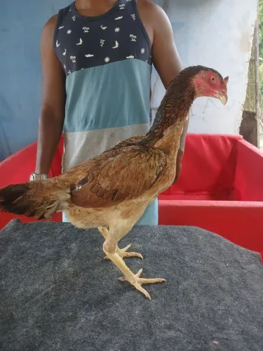 Galinha