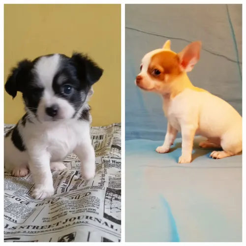 Chihuahua