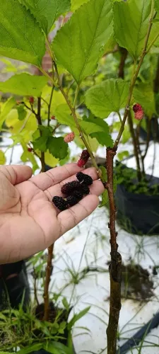 Mudas de amora