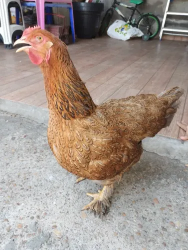 Galinha Brahma Perdiz