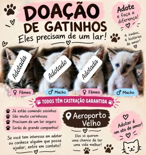Gato