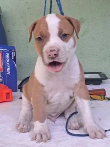 Criação de Pit bull
