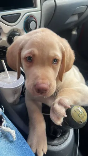 Labrador Amarelo | Em Promoção