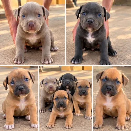 Filhotes de Pit Monster 