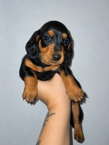 Bebês de Dachshund disponíveis