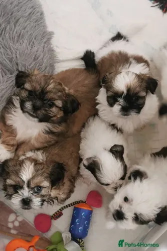 Filhote de cachorro shih tzu/shitzu saudável e temperamento dócil
