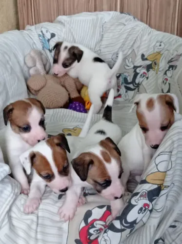 Jack Russell terrier pelo curto e pelo longo 