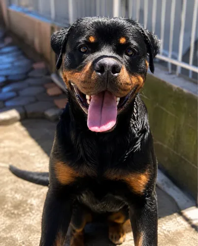 Rottweiler disponível