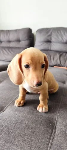 Filhote Dachshund (Salsicha) Macho Cream