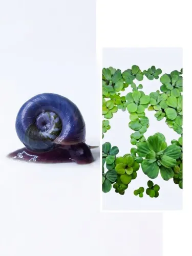 4 Caramujos Blue Ramshorn + Plantas Flutuantes