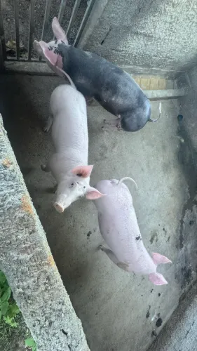 Leitoas pra vender 180@ ou no kg