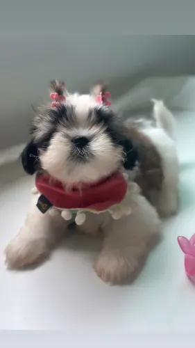 Shihtzu