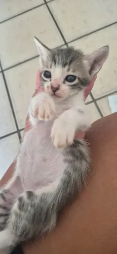 Gatinho para adoção 