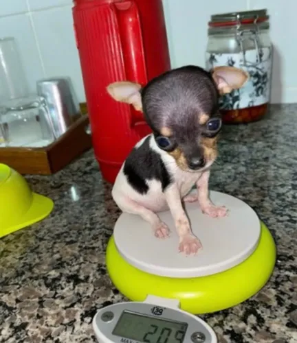 Pinscher Miniatura -Com certificado CBKC