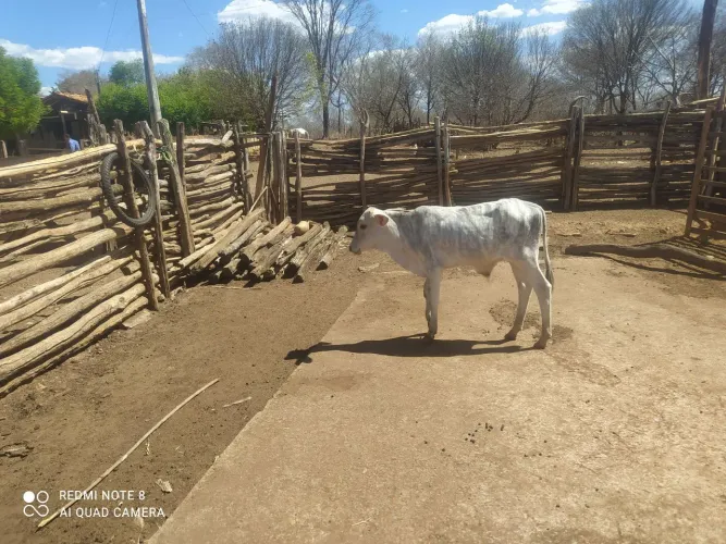Bezerro comum, pelagem rajada muito bonita