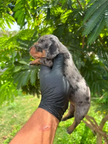 Dashchund (salsichinha)