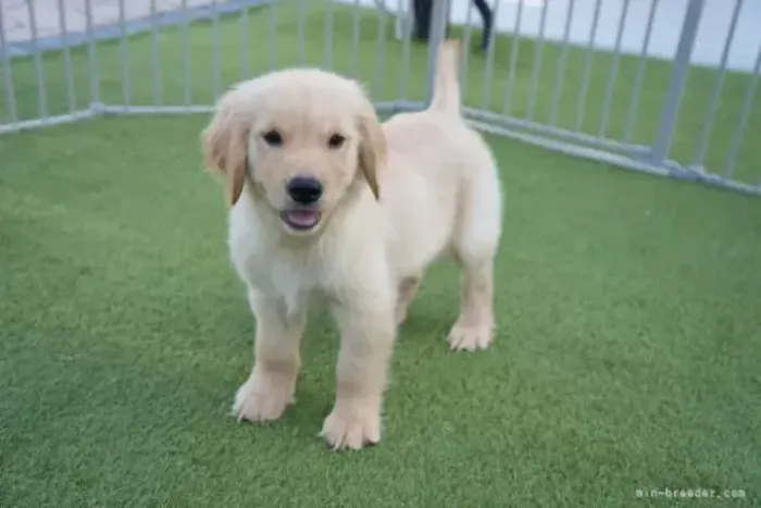Filhotes linhagem selecionada Golden Retriever