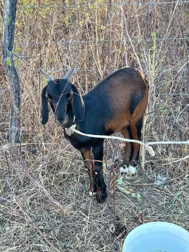 01 bode 02 cabras