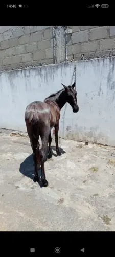 Poltro