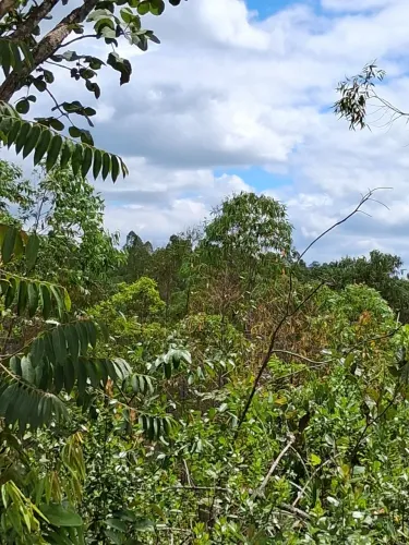 terreno com eucalipto 2 corte 4 anos em muquem