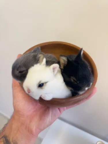 Coelho Netherland Dwarf (Coelho Anão)