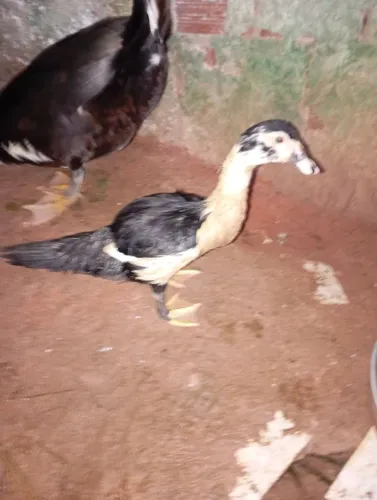 PATO 5 meses 