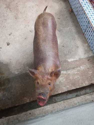 Vendo uma porca 