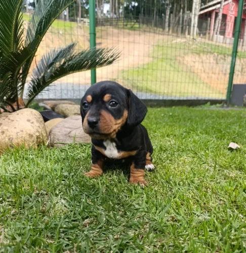 Daschund fêmea e macho tradicional 