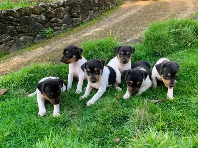 Fox paulistinhas com chiuauau