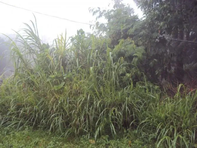 Terreno para Venda em Caieiras, Serra da Cantareira