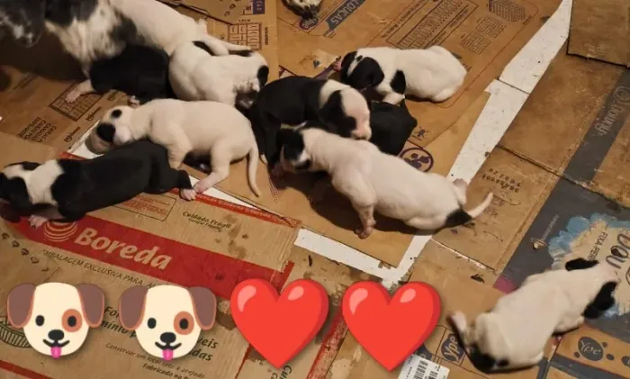 Filhotes de dogue alemães puros