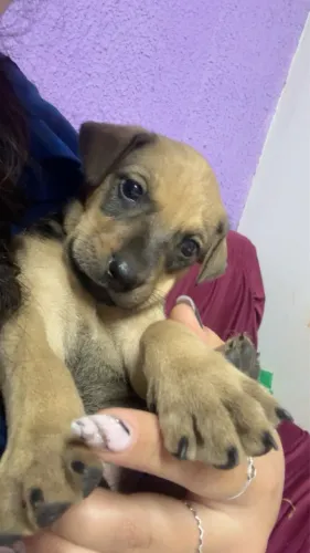 cachorro 