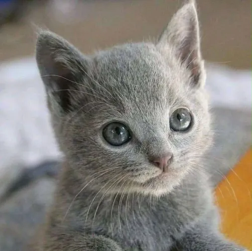 Russian Blue Filhotinhos