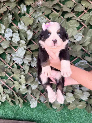 Bernese