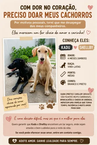 Doação de cachorro 