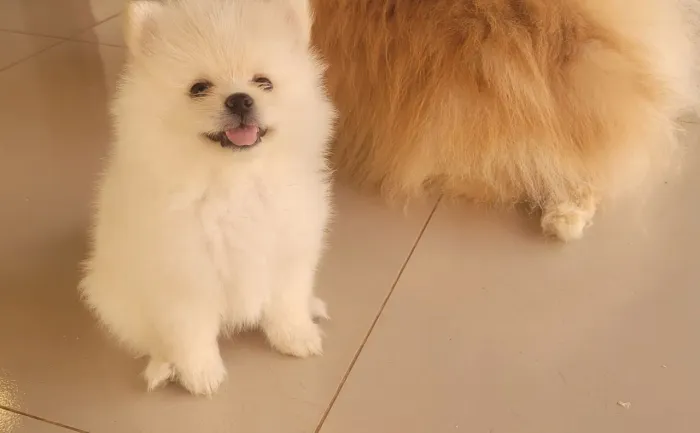Filhotes  Spitz Alemão  Macho